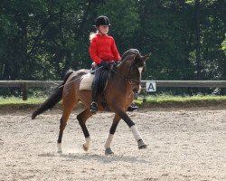 dressage horse Dusdy 3 (German Riding Pony, 2003, from Dakar)