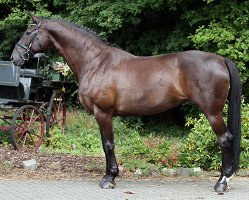 broodmare Dark Angel (Hanoverian, 2003, from Don Frederico)