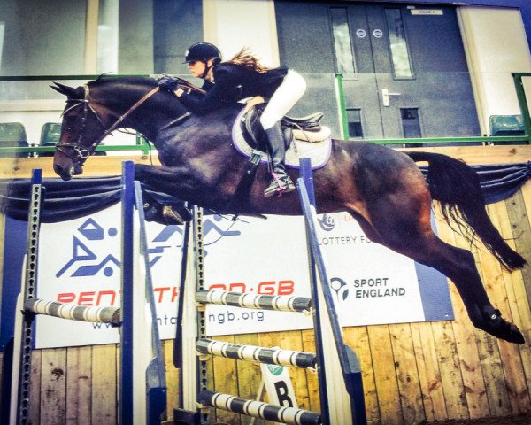 horse Everyway (KWPN (Royal Dutch Sporthorse), 2009, from Cantos)