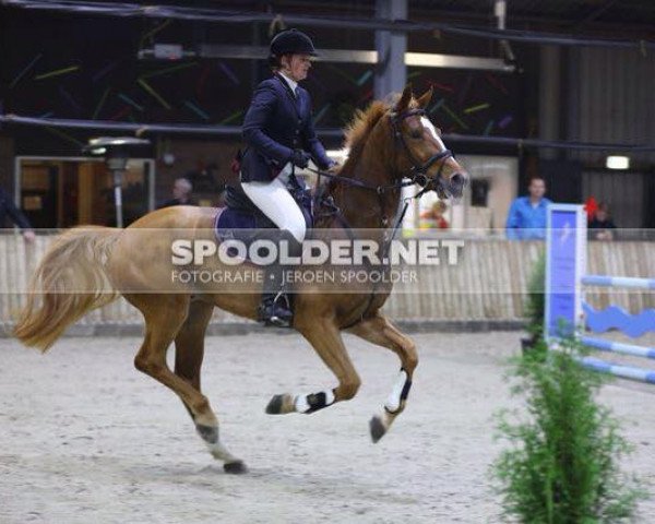 horse Florin (KWPN (Royal Dutch Sporthorse), 2010, from Carthino Z)