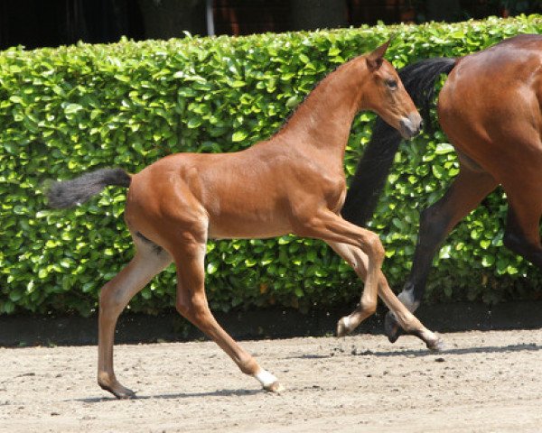 Zuchtstute Imca Zarina F (KWPN (Niederländisches Warmblut), 2013, von VDL Bubalu)