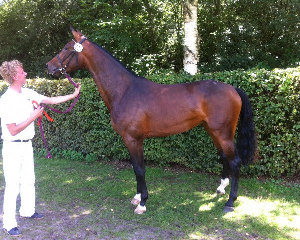 broodmare Get Me (KWPN (Royal Dutch Sporthorse), 2011, from Numero Uno)