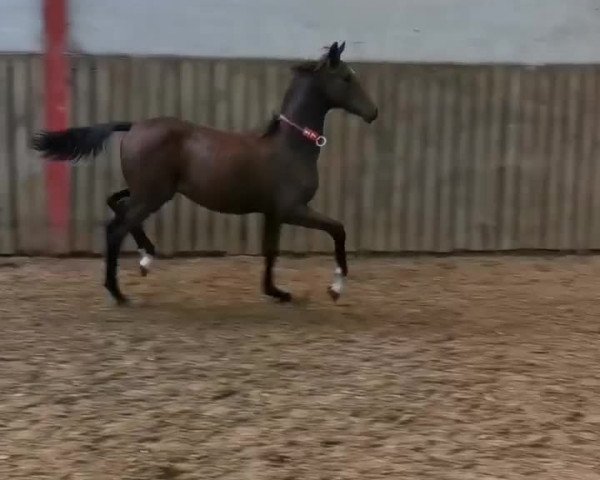 Video of Cadillac Lw