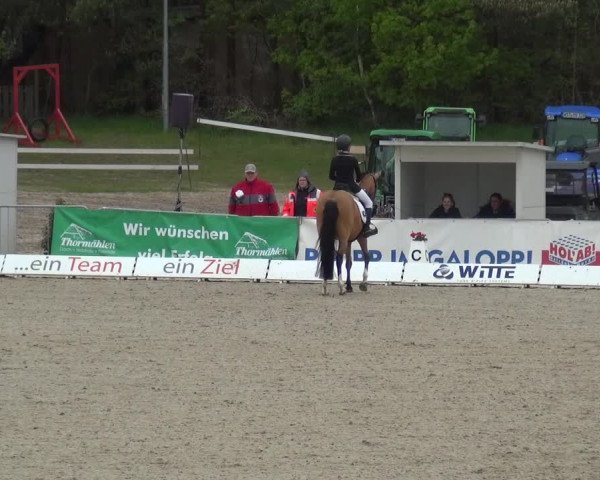 Reitturnier Rastede-Nethen 2021