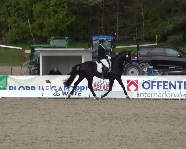 Reitturnier Rastede-Nethen 2021