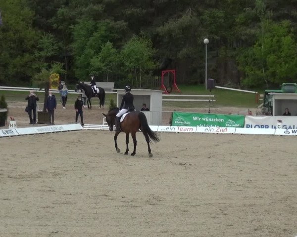 Reitturnier Rastede-Nethen 2021