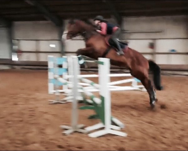 horse Wallace (Hanoverian, 2008, from Wilton)