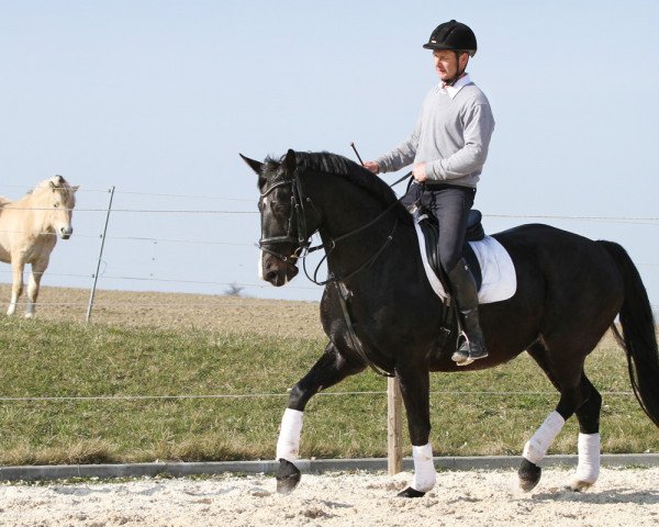 horse Remember Rubinstein (Rhinelander, 2001, from Rubinstein I)