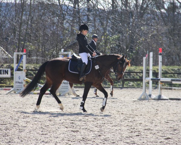 Springpferd Quaid's Crazy Son (Hannoveraner, 2011, von FRH Quaid)