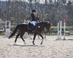 jumper Quaid's Crazy Son (Hanoverian, 2011, from FRH Quaid)