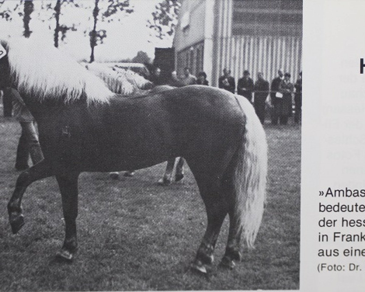 Deckhengst Ambassador (Haflinger, 1970, von 853 Artist)