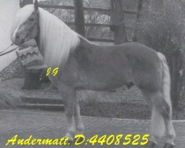 stallion Andermatt (Haflinger, 1981, from Ambassador)