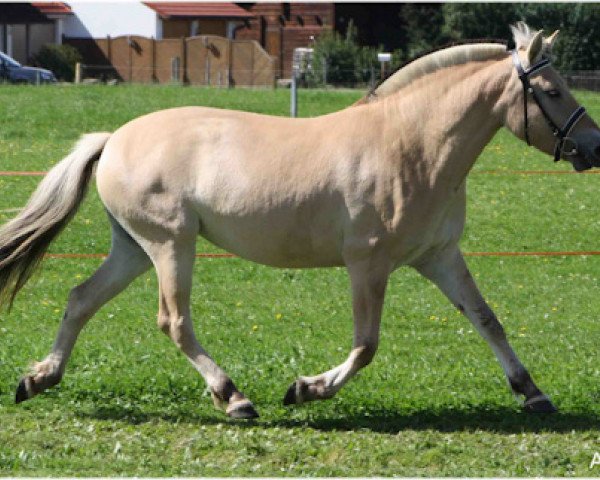 broodmare Linia (Fjord Horse, 2007, from Picasso)