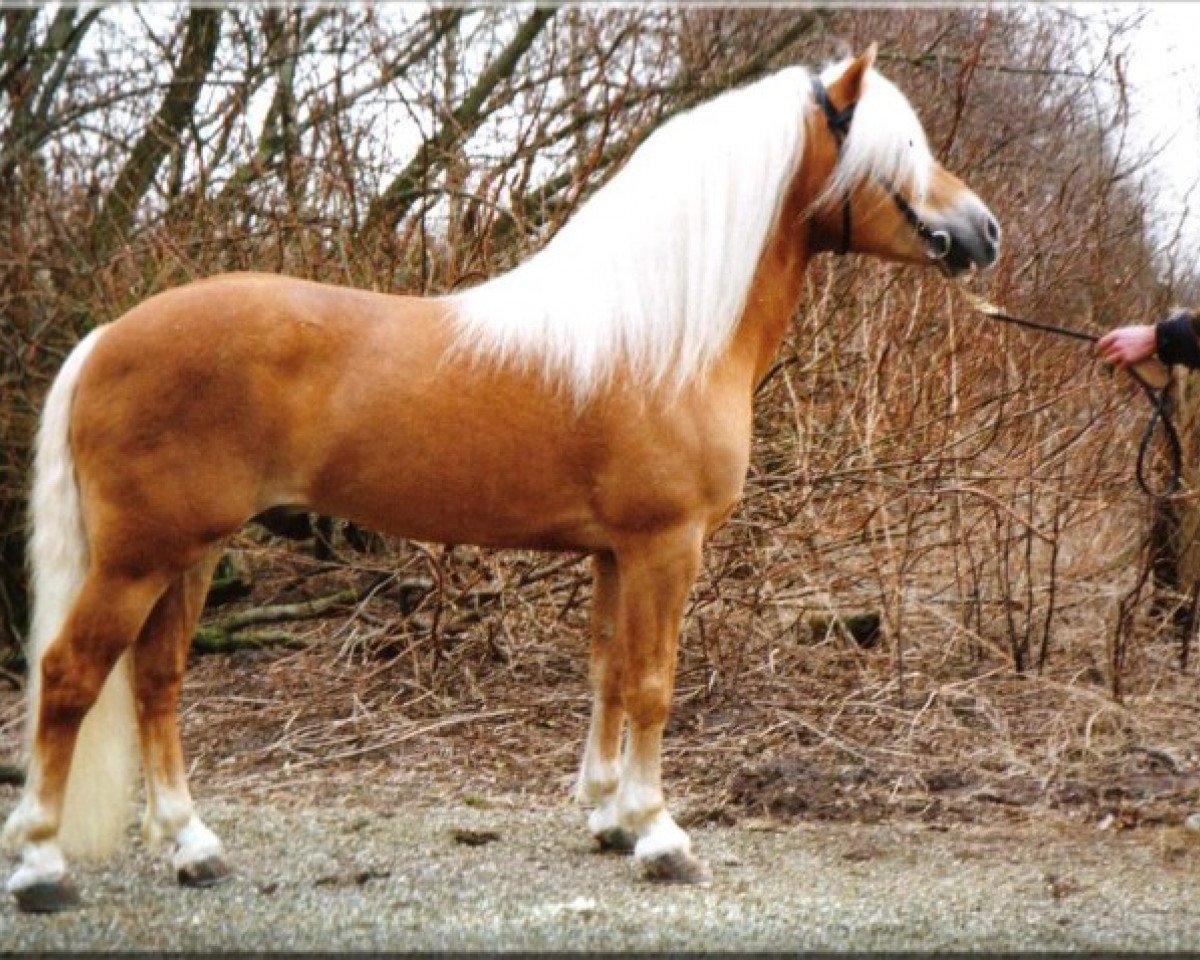 stallion Altjo van de Kenterstreek (Haflinger, 1981, from Admiral)