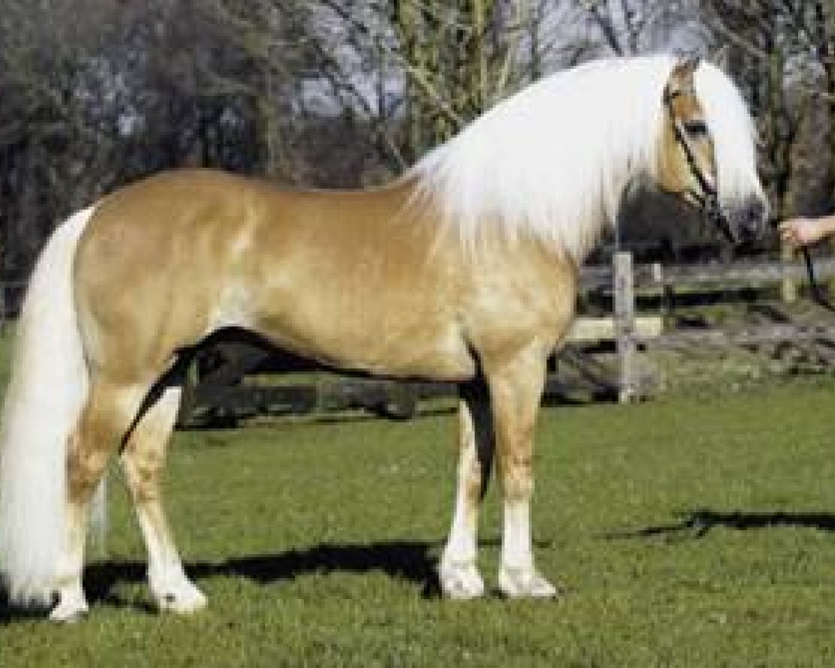 Stallion Alfred van Braakzicht (6,25% ox) (Edelbluthaflinger, 1993, from Altjo van de Kenterstreek)