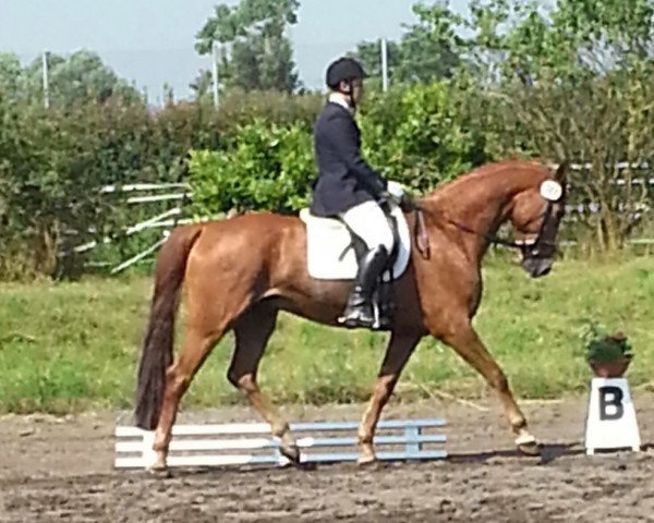 dressage horse Lars (Hessian Warmblood, 2007, from Leviathan)