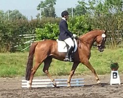 dressage horse Lars (Hessian Warmblood, 2007, from Leviathan)