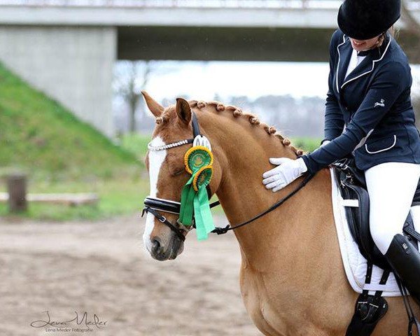 dressage horse Dewey B (German Riding Pony, 2009, from Danny Gold)