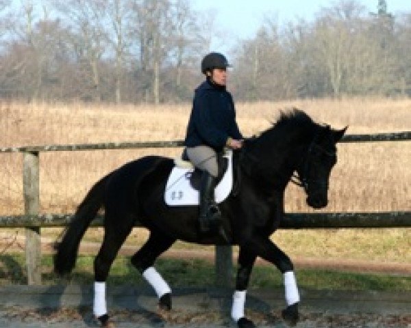horse Isabelle (Trakehner, 2009, from Axis TSF)