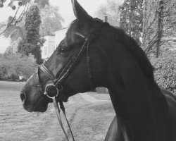 dressage horse Henry 346 (Oldenburg, 2007, from Hotline)