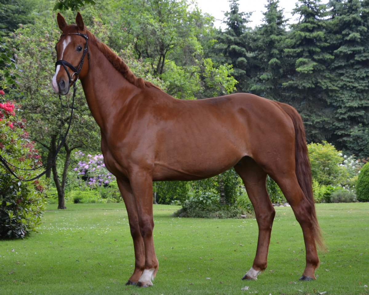 Cavallo Don Henry (Hannoveriano, 2008, di Don Henrico)