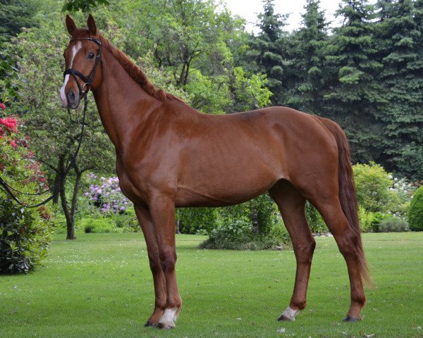 horse Don Henry (Hanoverian, 2008, from Don Henrico)
