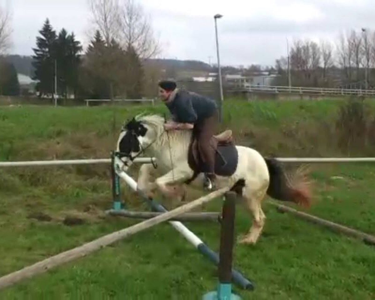 broodmare Gypsy (Tinker / Irish Cob / Gypsy Vanner, 2010)