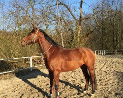 dressage horse Conturo JS (Westphalian, 2004, from Co-Pilot)