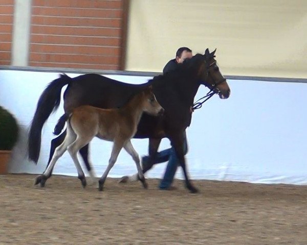 horse Stute von D-Day AT (German Riding Pony,  , from D-Day AT)
