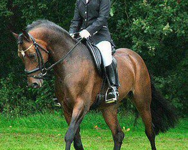stallion Rietheim's Hilbert (Nederlands Welsh Ridepony, 1995, from Vita Nova's Golden Boris) stallion Rietheim's Hilbert (Nederlands Welsh Ridepony, 1995, from Vita Nova's Golden Boris)