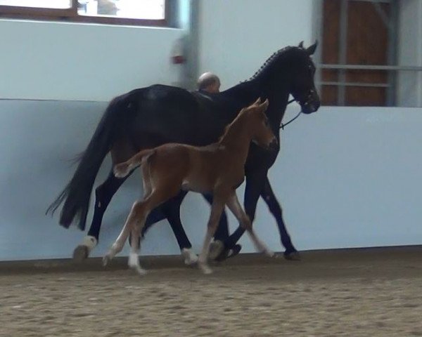 horse Hengst von Diatano (Westphalian,  , from Diatano)