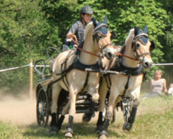 horse Mon Melino (Fjord Horse, 2003, from Merkur N.2743)