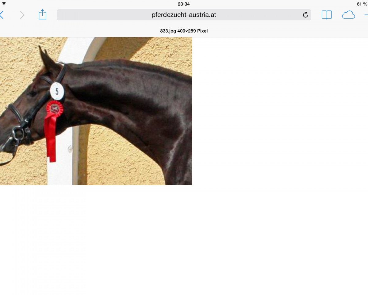 Dressurpferd Bellheim 9 (Österreichisches Warmblut, 2005, von Belissimo NRW)