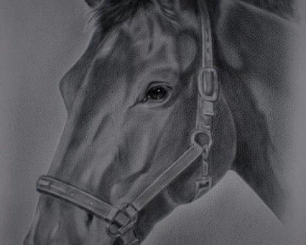 broodmare Havanna Del Sol (Hanoverian, 2008, from Hotline)