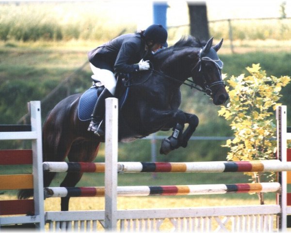 broodmare Florida 81 (Latvian Warmblood, 1995, from Faktors L)