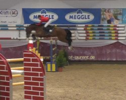 jumper Bushido Z (German Warmblood, 2008, from Unbekannt)
