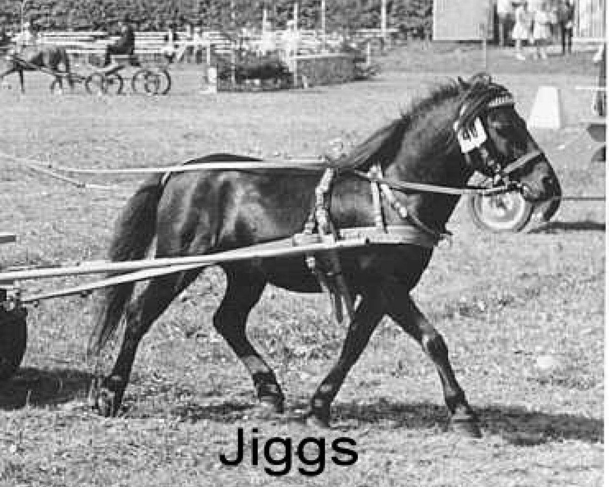 stallion Jiggs (American Classic Shetler. Pony, 1958, from Larigo's Cresent Supreme)