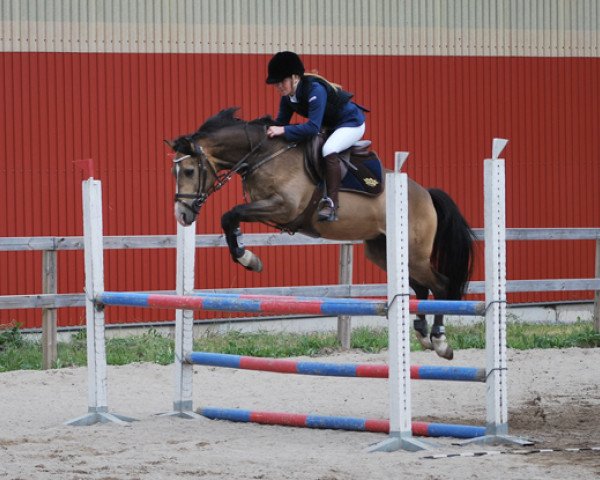 horse Captain Carravaccio (German Riding Pony, 2006, from FS Champion de Luxe)