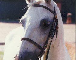 broodmare Minerva (Welsh-Pony (Section B), 1970, from Bolgoed Automation)
