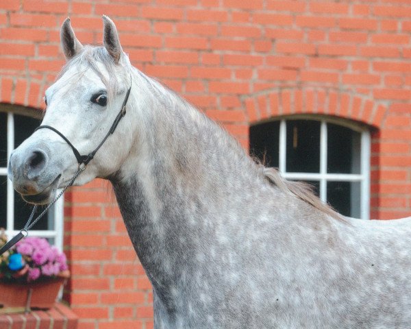 horse US Nashima Bint Nashima ox (Arabian purebred, 2009, from Sharkassow ox)