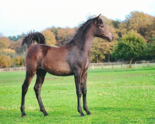 horse Stute von AJM Amrani ox (Arabian purebred,  , from Ajm Armani ox)