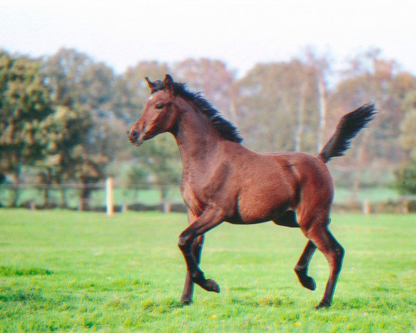horse Stute von AJM Armani ox (Arabian purebred, 2014, from Ajm Armani ox)