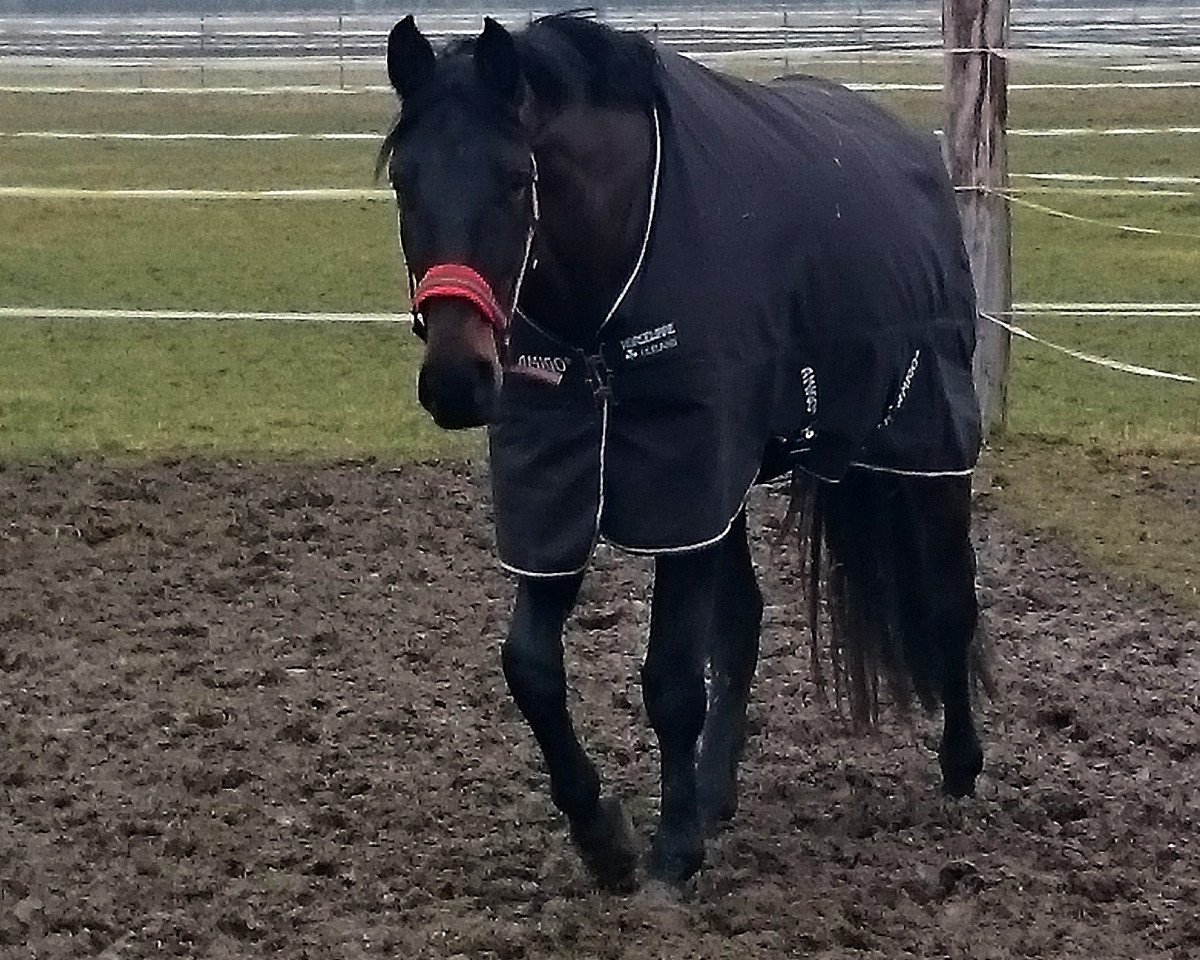 horse Una Bella M (Bavarian, 2010, from Blickpunkt 4)