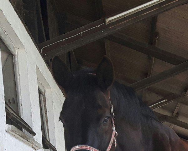 horse Wilbert F (Hanoverian, 2001, from Weltruhm)