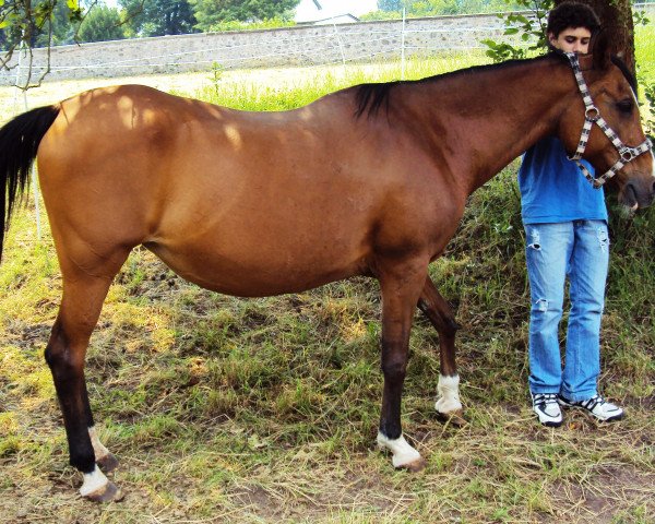 broodmare Kira III ox (Arabian purebred, 1988, from Taktik ox)