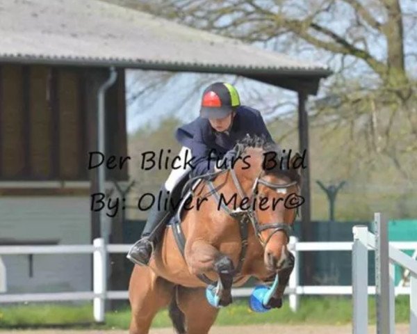 Springpferd What a Feeling K 2 (Holsteiner, 2006, von Aljano)