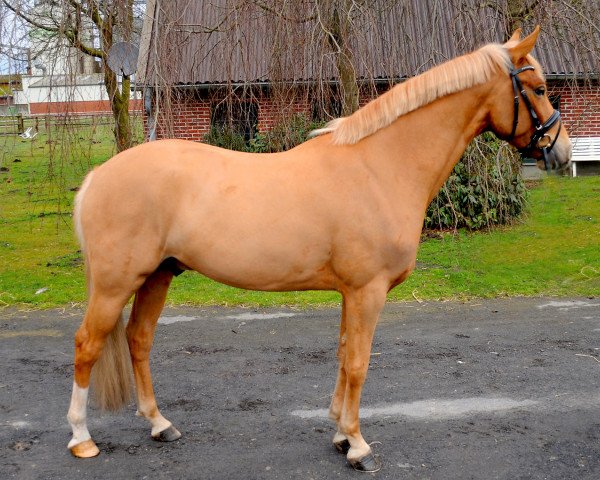 Pferd Dragon Heart (Deutsches Reitpony, 2011, von Donatelli)
