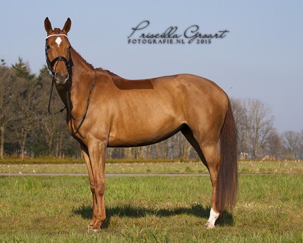 broodmare Graziella (KWPN (Royal Dutch Sporthorse), 2011, from Kojak)