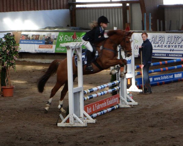 Dressurpferd Hattrick B (Deutsches Reitpony, 2008, von Hero)
