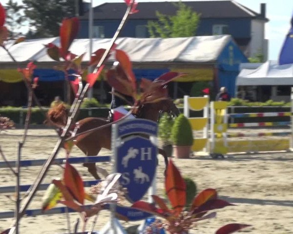Reitturnier Bornheim-Widdig 2021